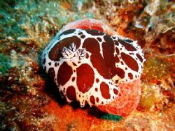 Discodoris Atromaculata
Shot in Cyprus Zephyros Reef dow... by Aziz Tufan Saltik 